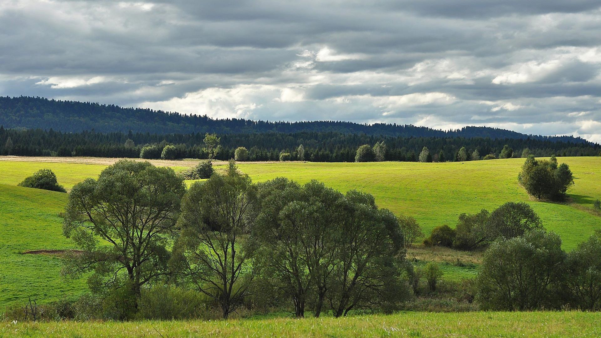 Gentechnikfreie Region. Foto: Jerzy Gorecki / pixabay.com