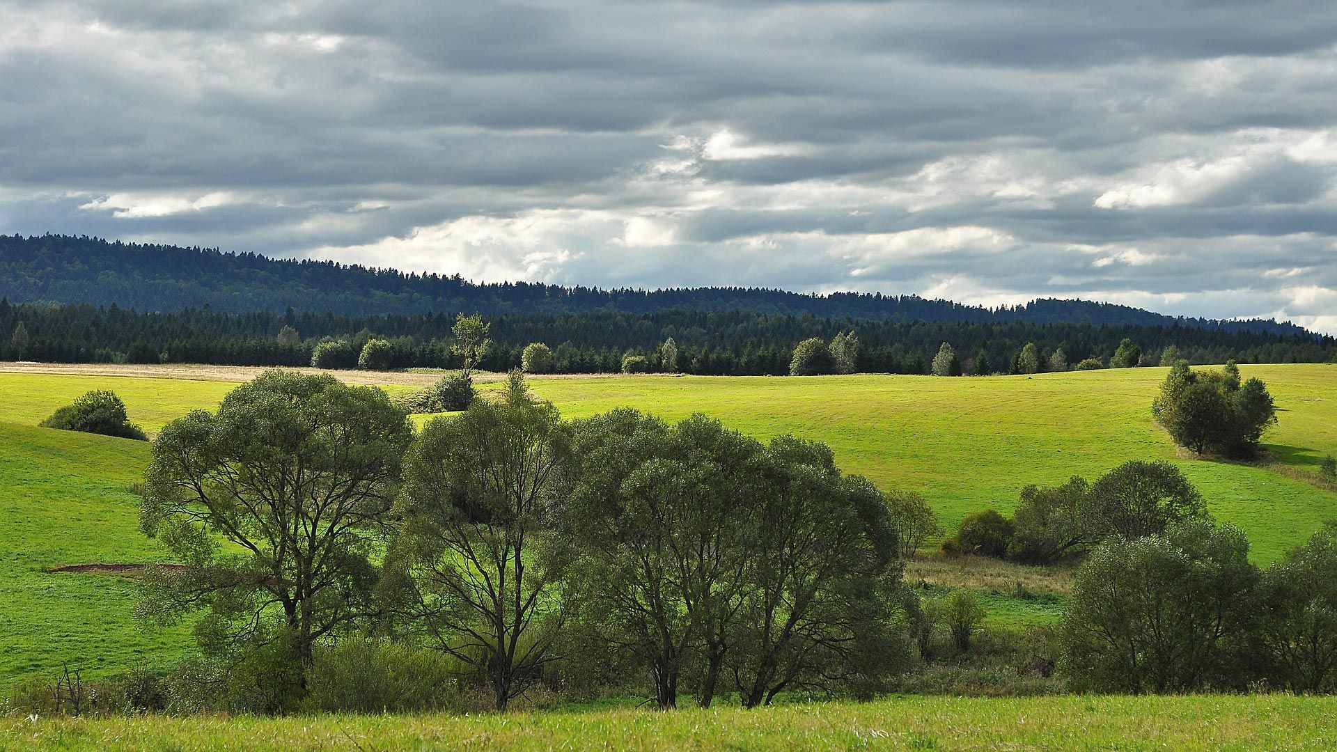 Gentechnikfreie Region. Foto: Jerzy Gorecki / pixabay.com